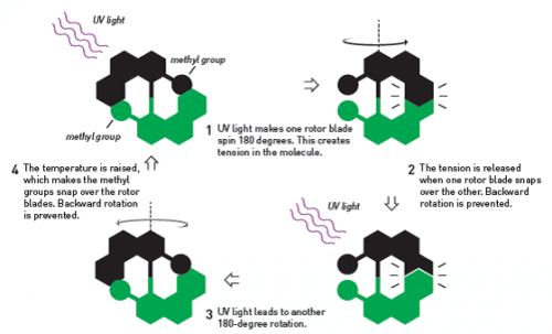 Figure 6. When Ben Feringa created the first molecular motor, it was mechanically designed in such a way that it only spins in one direction. His research group improved the motor so that it is now capable of spinning 12 million revolutions per second. 1. Ultraviolet radiation causes one of the rotor blades to rotate 180 degrees. This situation creates structural tension in the molecule. 2. The tension is released when one of the rotor blades presses against the other blade. The turn back is avoided. 3. Ultraviolet radiation causes another rotation of 180 degrees. 4. The temperature is raised, a condition that causes the methyl groups to press on the rotor blades. The rollback is avoided.