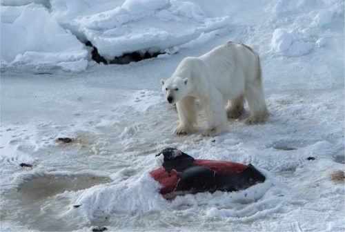 A polar bear eats a dolphin in April 2013. Photo from the original scientific article.