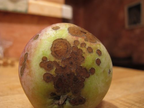 כתבי גרב על תפוח. מקור: Margalob / wikimedia.