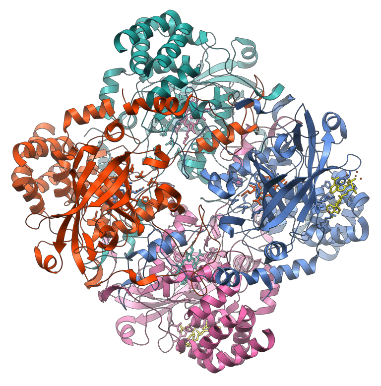 Diagram of a catalase-type protein. Source: Wikimedia / Vossman.