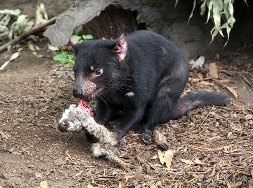 Tasmanian devil. Image courtesy of Charlieatyourservice / wikimedia.