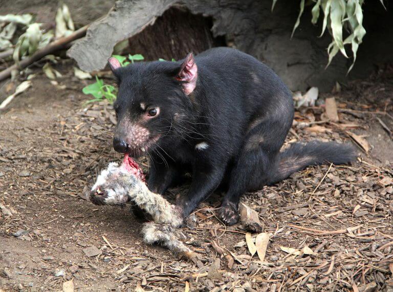 Tasmanian devil. Image courtesy of Charlieatyourservice / wikimedia