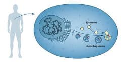 תהליך פירוק חומרים בתוך התא - תיאור המנגנון שגילה זוכה פרס נובל לרפואה לשנת 2016 יושינורי אוסומי
