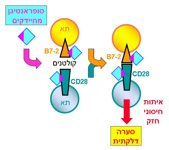 Super antibody against bacteria. Illustration: The Hebrew University.