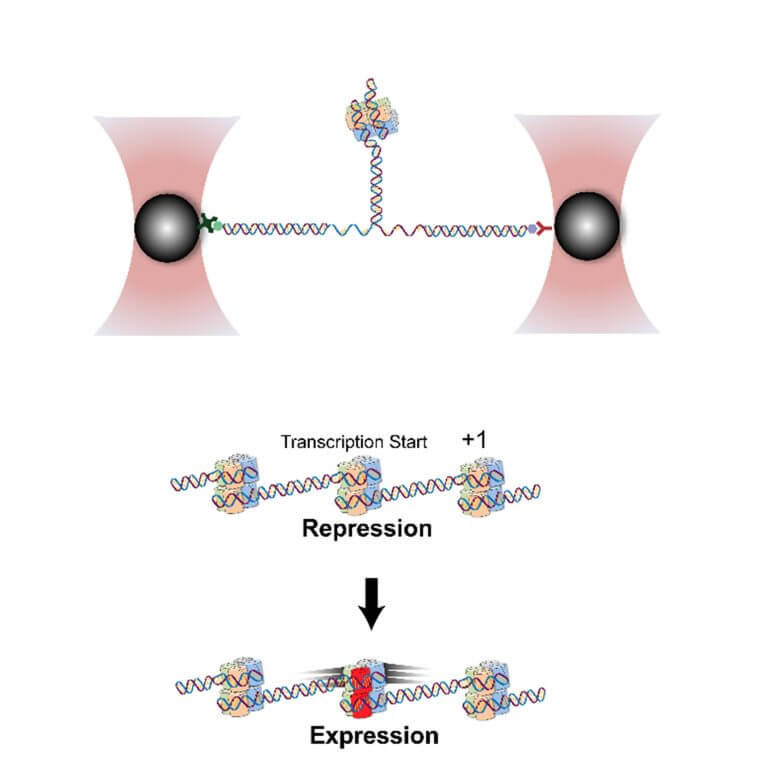 Above - the introduction of the histone H2A.Z increases the mobility of the nucleosome on the DNA and thus encourages gene transcription, i.e. genetic expression. Below - Optical tweezers apply mechanical forces on individual chromatin molecules and form the DNA. As a result, the nucleosome breaks down, and thus it is possible to learn about its stability and mobility.