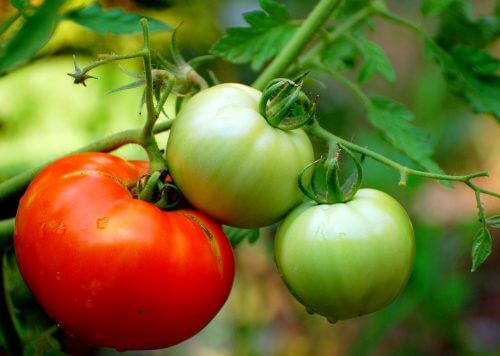 tomato. Source: Wikimedia / Manjithkaini.