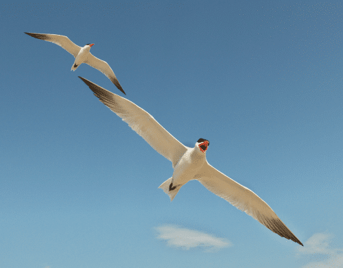 Mercury seagull. Source: Wikimedia / Dmitry Mikhirev.