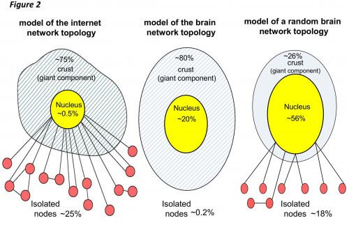 الصورة 1: البنية الداخلية لشبكة القشرة الدماغية (الوسط)، وشبكة المواقع (يسار) وشبكة عشوائية قمنا فيها بخلط جميع أقواس شبكة القشرة الدماغية بشكل عشوائي (يمين). يمثل الجزء الأصفر نواة الشبكة، والجزء المتقطع يمثل طبقات الاتصال الأخرى التي سقطت في عملية الكشف عن النواة والمتصلة ببعضها البعض وتمثل "أرجل القنديل" القمم المعزولة (الحمراء) التي سقطت فيها العملية ولكن لم تتصل بالطبقات الأخرى. وهي متصلة ببقية الشبكة فقط من خلال النواة. لاحظ أن القشرة الدماغية لا تحتوي على رؤوس معزولة (لمزيد من المعلومات شاهد الفيديو في نهاية المقال).