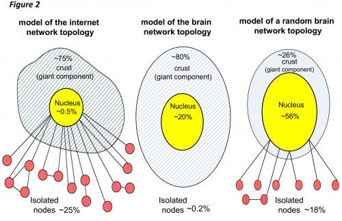 תמונה 1: המבנה הפנימי של רשת קליפת המוח (אמצע), רשת אתרי האינטרנט (שמאל) ורשת רנדומלית בה ערבבנו באופן מקרי את כל הקשתות של רשת קליפת המוח (ימין). החלק הצהוב מייצג את גרעין הרשת, החלק המקווקוו מיצג את שאר שכבות הקישוריות שנפלו בתהליך חשיפת הגרעין והתחברו ביניהן ו"רגלי המדוזה" מייצגים קודקודים מבודדים (אדום) שנפלו בתהליך אך לא התחברו לשאר השכבות. הם מחוברים לשאר הרשת רק דרך הגרעין. שימו לב שבקליפת המוח אין קודקודים מבודדים (למידע נוסף ראו סרטון בסוף הכתבה).