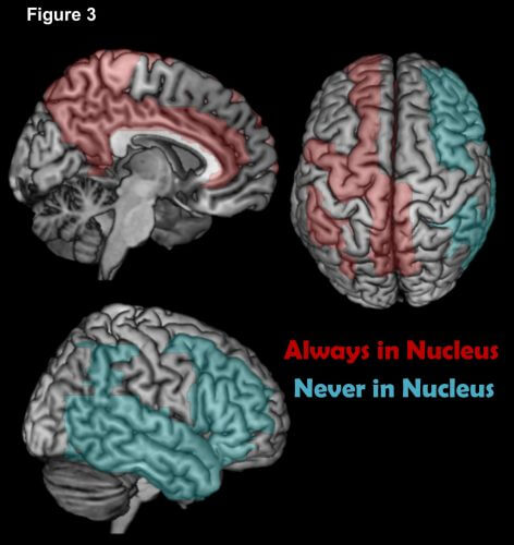 Image 3: Cortical network nucleus. Red areas represent common areas that we have always found in the core of the network in all the different networks we have had. Light blue areas represent areas that never appeared in the network core. Bottom image, right hemisphere. Top image on the right, looking at. Upper left image, the "slot" area between the hemispheres. Note that all areas that are never in the core of the network are only in the right hemisphere! When you compare the images, you see that these groups belong to the weak and medium layers.