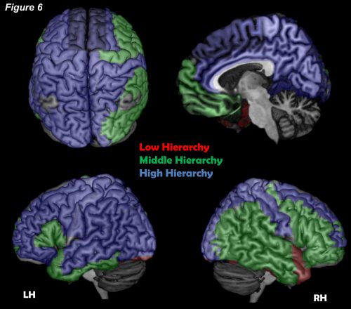 الصورة 2: التسلسل الهرمي لتكامل المعلومات في شبكة القشرة الدماغية. في هذه الصورة نرى القشرة الدماغية التي تتكون من نصفي الكرة الأرضية، النصف الأيمن والنصف الأيسر وبينهما أخدود ذو منطقة داخلية (انظر الصورة العلوية اليسرى، المنظر العلوي للقشرة الدماغية). يتم تمييز طبقات الاتصال الضعيفة باللون الأحمر، ويتم تمييز الطبقات ذات الاتصال المتوسط ​​باللون الأخضر ويتم تمييز الطبقات ذات الاتصال القوي باللون الأزرق - البيئة الأساسية للشبكة. تُظهر الصورة السفلية على الجانب الأيمن نصف الكرة الأيمن (الجبهة في الجانب الأيمن) والصورة السفلية على الجانب الأيسر توضح نصف الكرة الأيسر (الجبهة في الجانب الأيسر). لاحظ أن معظم الطبقات الضعيفة تقع في الجزء السفلي من القشرة الدماغية. في معظم نصف الكرة الأيسر (حيث توجد مناطق اللغة والكلام أيضًا) يكون الاتصال قويًا وفي معظم نصف الكرة الأيمن يكون الاتصال معتدلاً. تُظهر الصورة العلوية على اليمين منطقة "الأخدود" بين نصفي الكرة الأرضية (تخيل أنهم أخذوا النصف الأيسر من الصورة اليسرى السفلية وأزالوه. والجزء المتبقي هو الجزء الداخلي بين نصفي الكرة الأرضية). معظم هذا الجزء موجود في قلب الشبكة.