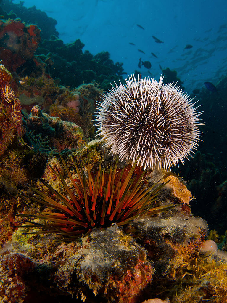 sea ​​urchins Source: Nick Hobgood / Wikimedia.