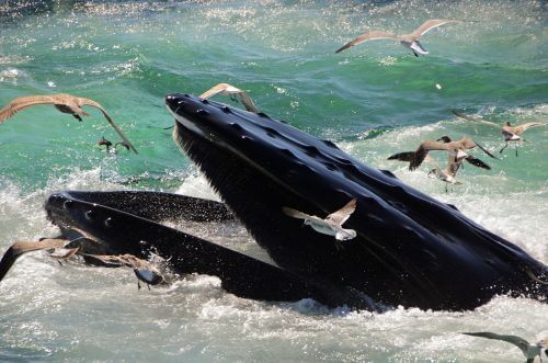 الحوت الزعنفي أثناء الوجبة. الصورة: ديفيد روزين / فليكر.