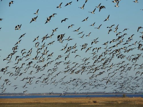 flock of birds Source: Wikimedia / Baykedevries.