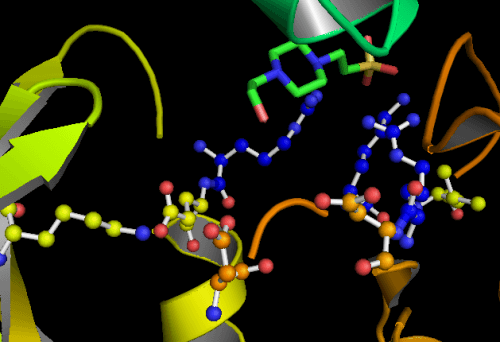 The active site of the GSK3 enzyme. From Wikipedia