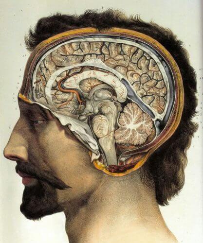 لا توجد منطقة محددة في الدماغ مسؤولة عن الإدراك الواعي، فلا يوجد قزم. الصورة: ويكيميديا.