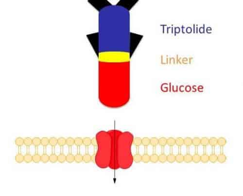 החומרים הפעילים ממשפחת ה- Glutriptolidesמסוגלים לשמש בתור "טילי שיוט" ממוקדים כנגד תאים סרטניים. החלק הגלוקוזי מוכוון לנשא הגלוקוזה (אדום) המעוגן אל קרומית התא, תוך שהוא מנתב פנימה לתוך התא את הטריפטוליד הרעיל. [באדיבות: Johns Hopkins University School of Medicine] 