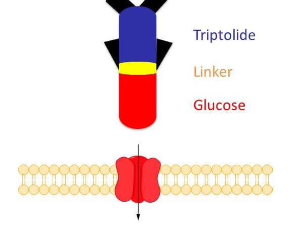 The active substances from the Glutriptolides family are capable of being used as targeted "cruise missiles" against cancer cells. The glucose part is directed to the glucose carrier (red) anchored to the cell membrane, while directing the toxic triptolide into the cell. [Courtesy: Johns Hopkins University School of Medicine]
