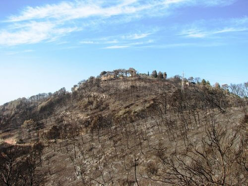 الأشجار المحترقة في بيت أورين بعد حريق الكرمل عام 2010. ومن الأخطاء الشائعة التي تحدث بعد الحريق دخول المنطقة بسرعة بأدوات ثقيلة لقطع وإزالة الأشجار المحترقة. الصورة: هاناي / ويكيميديا.