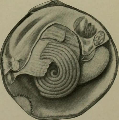 מבנה הצדפה מתוך הספר "Studies on the reproduction and artificial propagation of fresh-water mussels" משנת 1912