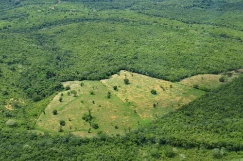 In Rio, a patch of forest in the Amazon near Manaus, Brazil. Photo: Neil Palmer (CIAT), Flickr