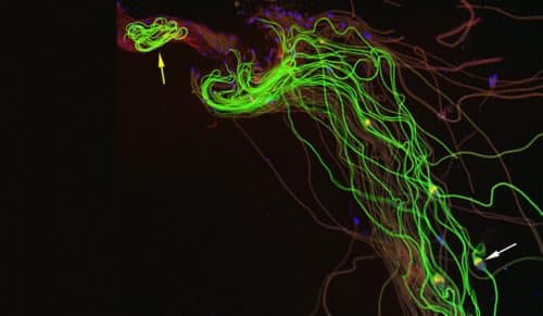 The AS-beta protein (green), which is expressed on the surface of the mitochondria, the organelles responsible for the production of energy in the cell, enables the separation between the sperm cells in the mature ferment fly. Cell nuclei are marked in blue