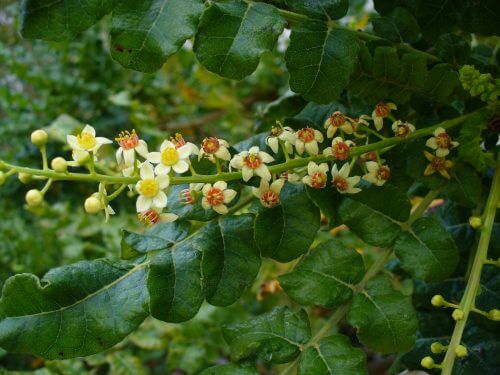 The branches and flowers of the tree from which frankincense is produced in Yemen and Somalia. Photo: from Wikipedia