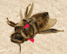 דבורה בשליטת טפיל. תצלום מתוך: A, Runckel C, Ivers J, Quock C, Siapno T, et al. (2012). "A new threat to honey bees, the parasitic phorid fly Apocephalus borealis". PLoS ONE 7 (1).