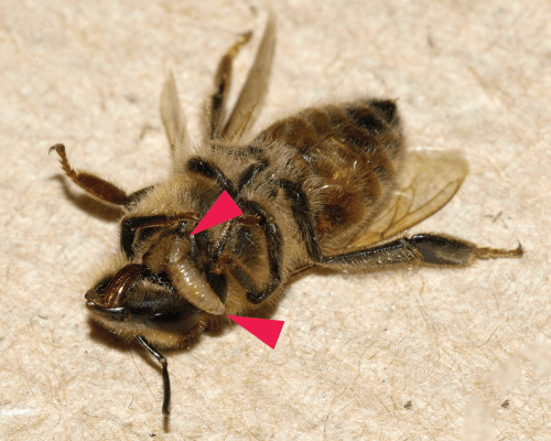 A bee controlled by a parasite. Photograph from: A, Runckel C, Ivers J, Quock C, Siapno T, et al. (2012). "A new threat to honey bees, the parasitic phorid fly Apocephalus borealis". PLoS ONE 7 (1).