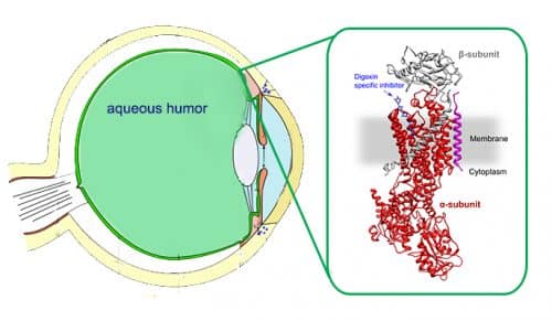 XNUMXD model of a sodium-potassium pump that is blocked by digoxin (in blue). The pump consists of an alpha subunit (in red) and a beta subunit (in gray)