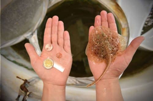 A tiny stingray fish, which is half animal and half machine. The fish consists of genetically modified rat muscle cells. The muscle cells are what actually allow the fish's wings to move in response to flashes of light. On the right is a real fish of this species