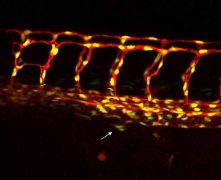 התאים האנדותליים, אשר מרכיבים את כלי הדם של עובר דג הזברה (באדום). גרעיני התאים מסומנים בצהוב. מאגר תאי הגזע מסומן בחץ