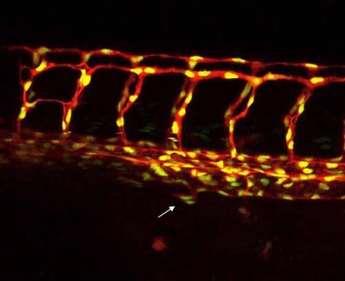 The endothelial cells, which make up the blood vessels of the zebrafish embryo (in red). The cell nuclei are marked in yellow. The stem cell pool is marked with an arrow