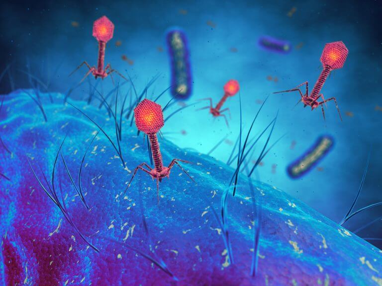 Bacteriophages attack bacteria. Illustration: shutterstock