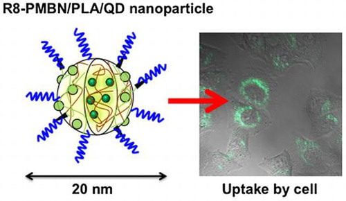 Cells can take up polymeric nanoparticles containing quantum dots coated with phospholipid polymer and cell-penetrating peptides. [Courtesy of Kazuhiko Ishihara, Weixin Chen, Yihua Liu, Yuriko Tsukamoto and Yuuki Inoue]