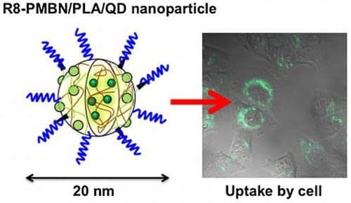 يمكن للخلايا أن تتناول جسيمات نانوية بوليمرية تحتوي على نقاط كمومية مغلفة ببوليمر الفسفوليبيد والببتيدات التي تخترق الخلايا. [بإذن من كازوهيكو إيشيهارا، ويكسين تشين، ويهوا ليو، ويوريكو تسوكاموتو، ويوكي إينو]
