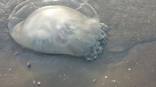 Palm Beach, Acre. Photo credit: Moran Niv, Ziv Neorim.