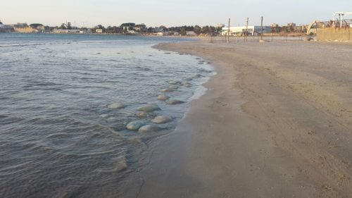 Palm Beach, Acre. Photo credit: Moran Niv, Ziv Neorim.