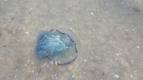 Palm Beach, Acre. Photo credit: Moran Niv, Ziv Neorim.