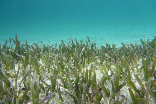 عشب البحر الاستوائي من نوع "عشب السلحفاة". الديدان الملقحة. الصورة: جون برانداور، فليكر.