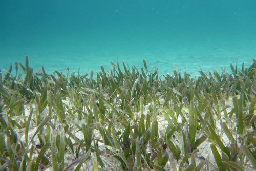 Tropical sea grass of the "turtle grass" type. Pollinating worms. Photo: John Brandauer, Flickr.