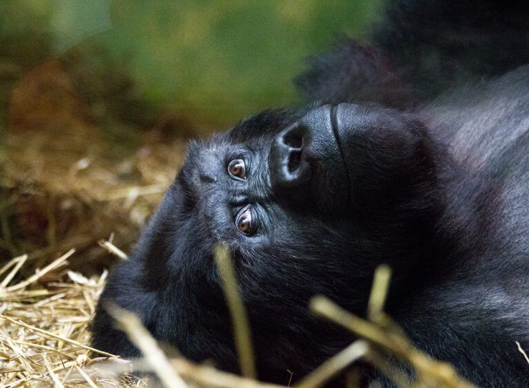The eastern lowland gorilla. Endangered. Source: Hans De Bisschop / flickr.