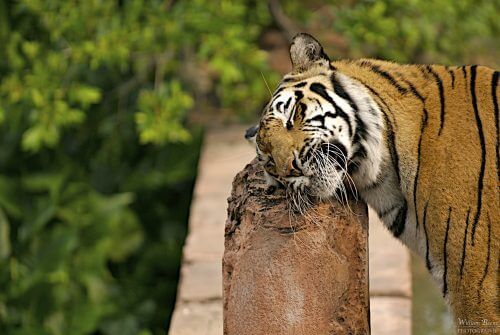 A tiger is scratching. Source: wbeem / flickr.
