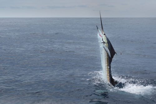 The sailfish. Photo: Adam / Flickr.