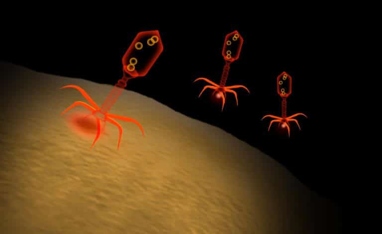 Computer simulation of phages attacking bacteria. The new study showed that they communicate with each other - and that's how they decide whether to reproduce or go into a dormant state. Source: Zappys Technology Solutions / Flickr.