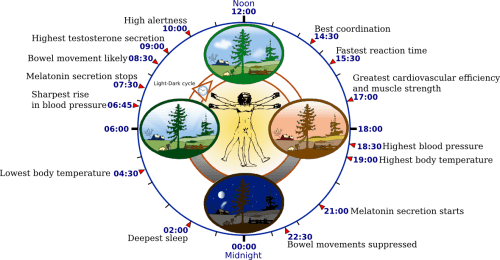 Diagram of a biological clock in a human being. Source: YassineMrabet / Wikimedia / fixed by Addicted04.