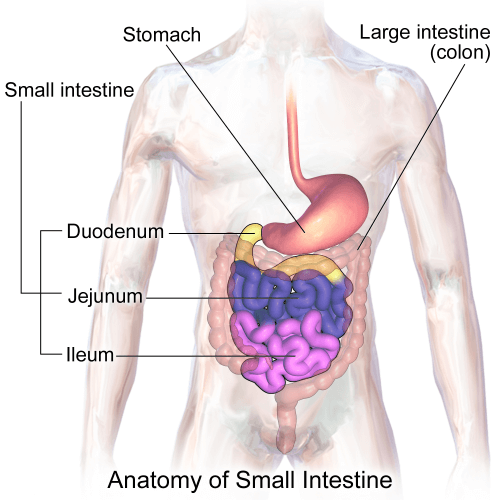 Diagram of the digestive system. Source: Wikimedia / BruceBlaus.
