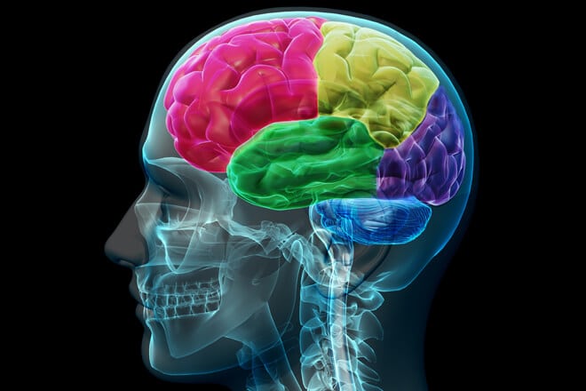 הדמייה של אונות המוח האנושי. מקור: ויקימדיה / Allan Ajifo.