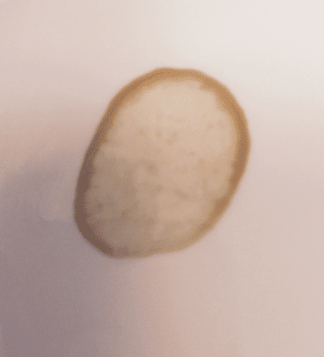 A circular coffee stain. From Wikipedia