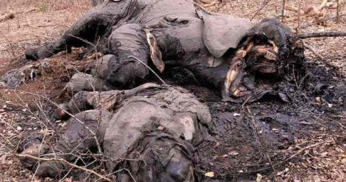 גופות פילים שנטבחו בציד בלתי חוקי כדי למכור את השנהב שלהם. מתוך ויקיפדיה